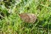 Erebia pronoe